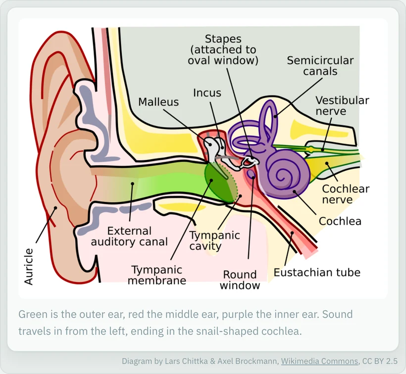 Annotated anatomy of the ear